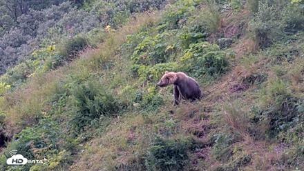 Kodiak Alaska Brown Bears Live Webcam - Aug 9, 2026, 12:06pm AKDT