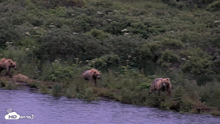 Kodiak Alaska Brown Bears Live Webcam - Jul 31, 2026, 10:38pm AKDT