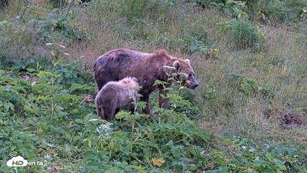 Kodiak Alaska Brown Bears Live Webcam - Aug 6, 2026, 7:36am AKDT