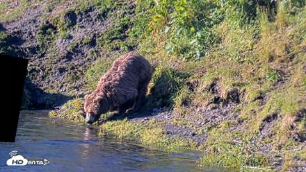 Kodiak Alaska Brown Bears Live Webcam - Jul 30, 2026, 8:48am AKDT