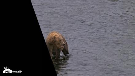 Kodiak Alaska Brown Bears Live Webcam - Aug 15, 2026, 7:02pm AKDT