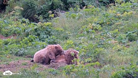 Kodiak Alaska Brown Bears Live Webcam - Aug 6, 2026, 6:07pm AKDT