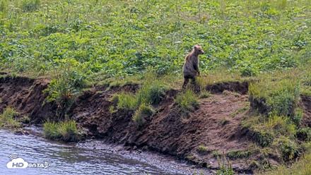 Kodiak Alaska Brown Bears Live Webcam - Aug 1, 2026, 2:15pm AKDT