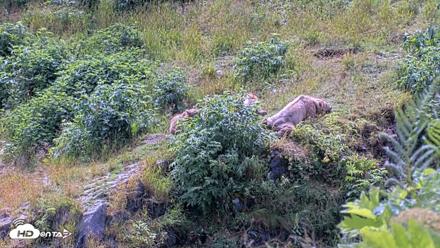 Kodiak Alaska Brown Bears Live Webcam - Aug 4, 2026, 1:49pm AKDT