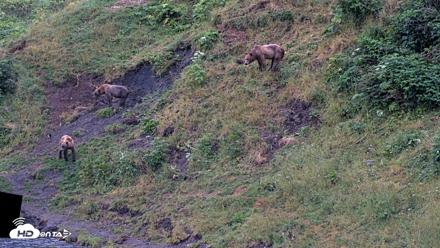 Kodiak Alaska Brown Bears Live Webcam - Aug 7, 2026, 7:30am AKDT