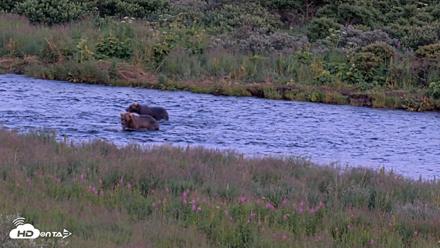 Kodiak Alaska Brown Bears Live Webcam - Aug 8, 2026, 10:08pm AKDT