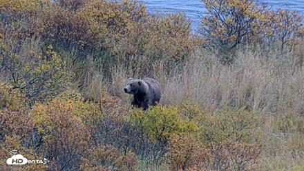 Kodiak Alaska Brown Bears Live Webcam - Oct 6, 2026, 11:22am AKDT
