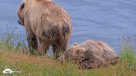Kodiak Alaska Brown Bears Live Webcam - Aug 4, 2026, 9:21pm AKDT