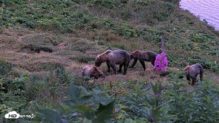 Kodiak Alaska Brown Bears Live Webcam - Aug 12, 2026, 6:29am AKDT