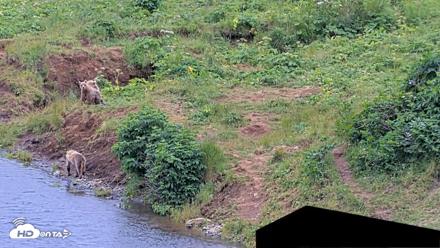 Kodiak Alaska Brown Bears Live Webcam - Aug 3, 2026, 2:15pm AKDT