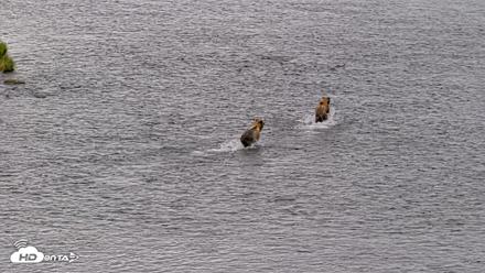 Kodiak Alaska Brown Bears Live Webcam - Aug 6, 2026, 10:57am AKDT