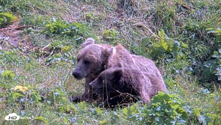 Kodiak Alaska Brown Bears Live Webcam - Aug 21, 2026, 1:40pm AKDT