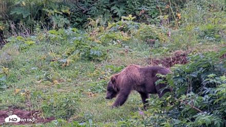 Kodiak Alaska Brown Bears Live Webcam - Aug 20, 2026, 7:26pm AKDT