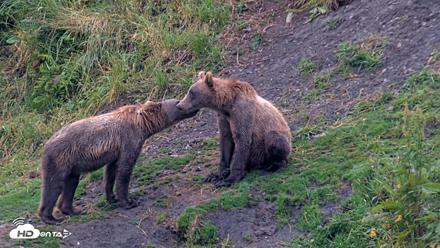 Kodiak Alaska Brown Bears Live Webcam - Aug 7, 2026, 7:32am AKDT