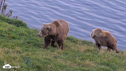 Kodiak Alaska Brown Bears Live Webcam - Oct 1, 2026, 6:58pm AKDT
