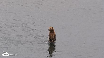Kodiak Alaska Brown Bears Live Webcam - Aug 4, 2026, 9:17pm AKDT
