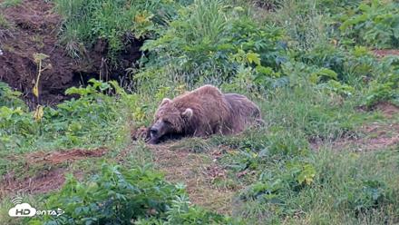 Kodiak Alaska Brown Bears Live Webcam - Aug 6, 2026, 7:48pm AKDT