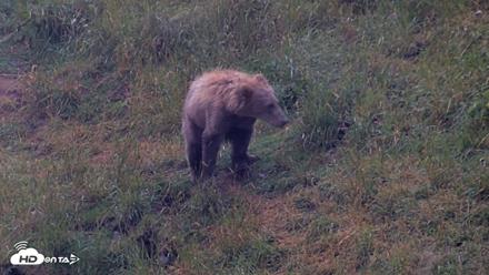 Kodiak Alaska Brown Bears Live Webcam - Aug 4, 2026, 7:07am AKDT