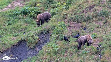 Kodiak Alaska Brown Bears Live Webcam - Aug 14, 2026, 5:47pm AKDT
