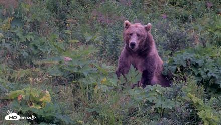 Kodiak Alaska Brown Bears Live Webcam - Aug 15, 2026, 6:44pm AKDT