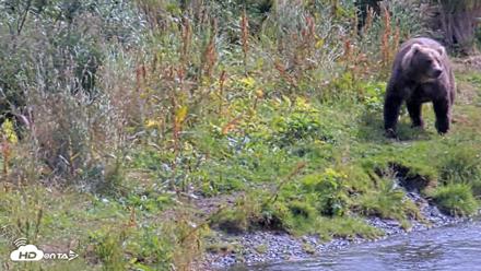 Kodiak Alaska Brown Bears Live Webcam - Aug 22, 2026, 2:08pm AKDT