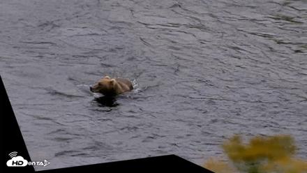Kodiak Alaska Brown Bears Live Webcam - Aug 4, 2026, 7:05am AKDT