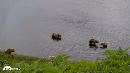 Kodiak Alaska Brown Bears Live Webcam - Jul 12, 2026, 2:05pm AKDT