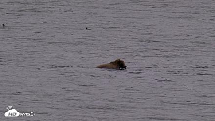 Kodiak Alaska Brown Bears Live Webcam - Sep 13, 2026, 8:10pm AKDT