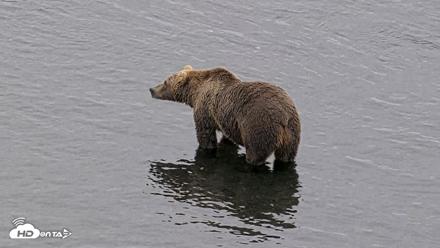 Kodiak Alaska Brown Bears Live Webcam - Aug 10, 2026, 7:03pm AKDT