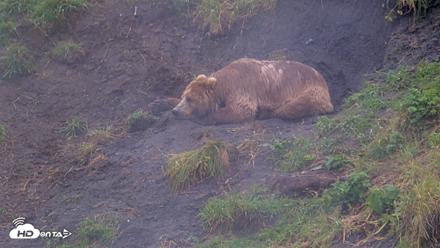 Kodiak Alaska Brown Bears Live Webcam - Aug 13, 2026, 5:05pm AKDT