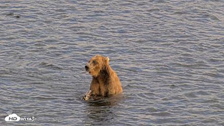 Kodiak Alaska Brown Bears Live Webcam - Aug 7, 2026, 6:10pm AKDT