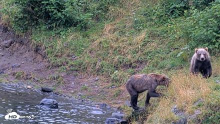 Kodiak Alaska Brown Bears Live Webcam - Aug 17, 2026, 4:09pm AKDT