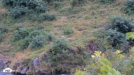 Kodiak Alaska Brown Bears Live Webcam - Aug 19, 2026, 4:14pm AKDT