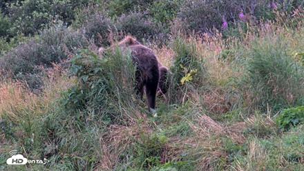 Kodiak Alaska Brown Bears Live Webcam - Aug 21, 2026, 7:40am AKDT