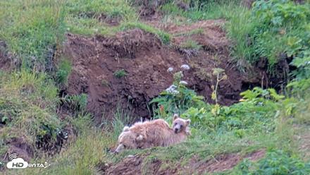 Kodiak Alaska Brown Bears Live Webcam - Aug 3, 2026, 3:41pm AKDT