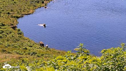 Kodiak Alaska Brown Bears Live Webcam - Jul 30, 2026, 11:20am AKDT
