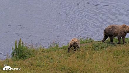 Kodiak Alaska Brown Bears Live Webcam - Aug 10, 2026, 6:21pm AKDT
