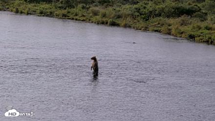 Kodiak Alaska Brown Bears Live Webcam - Aug 18, 2026, 9:51am AKDT
