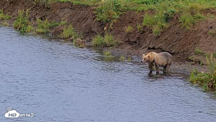 Kodiak Alaska Brown Bears Live Webcam - Aug 13, 2026, 8:00pm AKDT