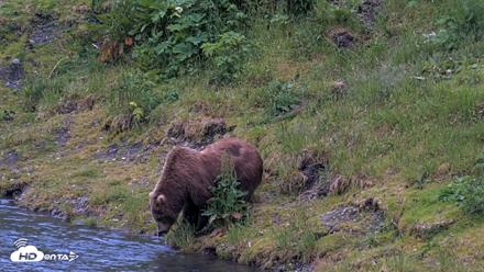 Kodiak Alaska Brown Bears Live Webcam - Jul 19, 2026, 9:53pm AKDT
