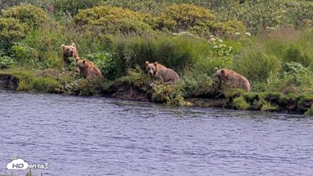 Kodiak Alaska Brown Bears Live Webcam - Aug 6, 2026, 3:22pm AKDT