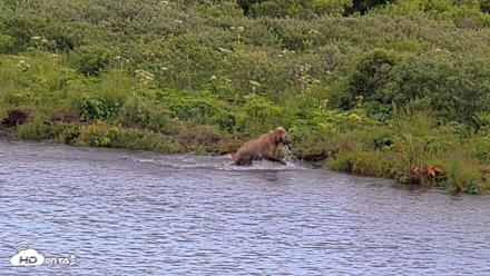 Kodiak Alaska Brown Bears Live Webcam - Aug 1, 2026, 6:46pm AKDT