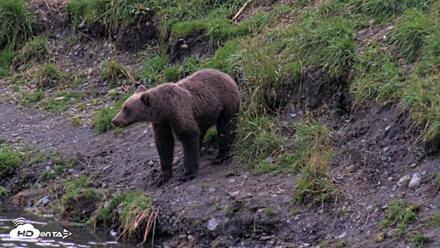 Kodiak Alaska Brown Bears Live Webcam - Aug 20, 2026, 9:20pm AKDT