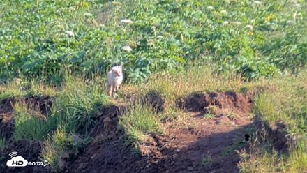 Kodiak Alaska Brown Bears Live Webcam - Jul 29, 2026, 6:18pm AKDT