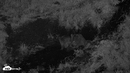 Kodiak Alaska Brown Bears Live Webcam - Jul 27, 2026, 11:53pm AKDT