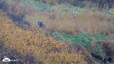 Kodiak Alaska Brown Bears Live Webcam - Oct 12, 2026, 6:40pm AKDT
