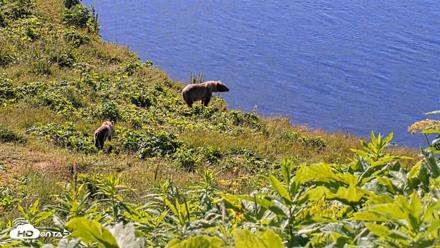 Kodiak Alaska Brown Bears Live Webcam - Jul 30, 2026, 10:41am AKDT