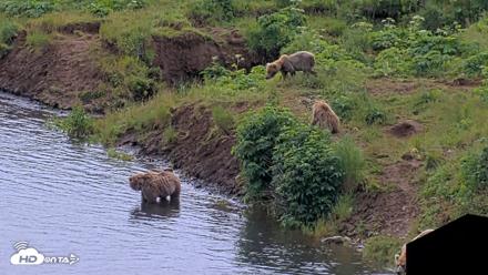 Kodiak Alaska Brown Bears Live Webcam - Jul 28, 2026, 1:27pm AKDT