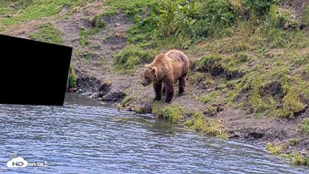 Kodiak Alaska Brown Bears Live Webcam - Aug 6, 2026, 3:15pm AKDT