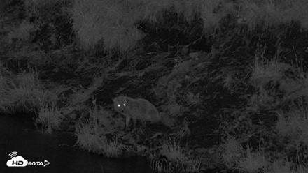 Kodiak Alaska Brown Bears Live Webcam - Aug 11, 2026, 10:54pm AKDT